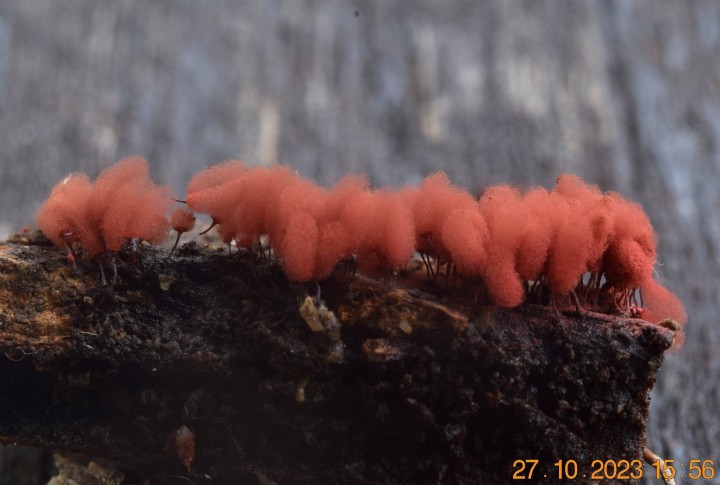 DSC_3748.JPG