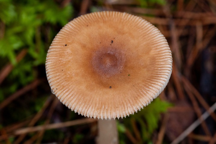 amanita 2.jpg