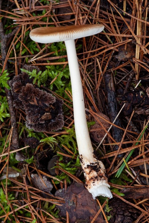 amanita 3.jpg