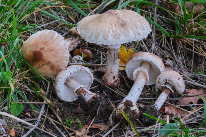 DSCF9136.jpg