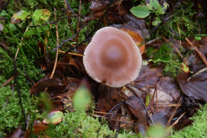 DSC_0075.JPG