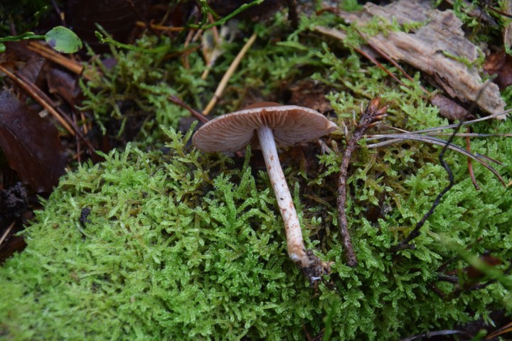 DSC_0076.JPG