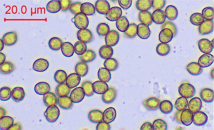 spores-002.jpg