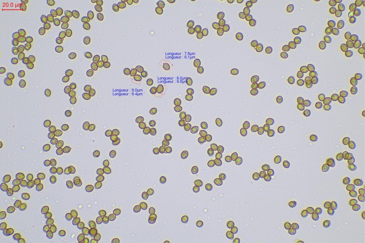 spores-004.jpg
