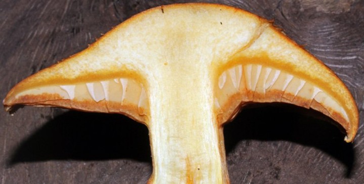 Champignons - Coupe red.jpg