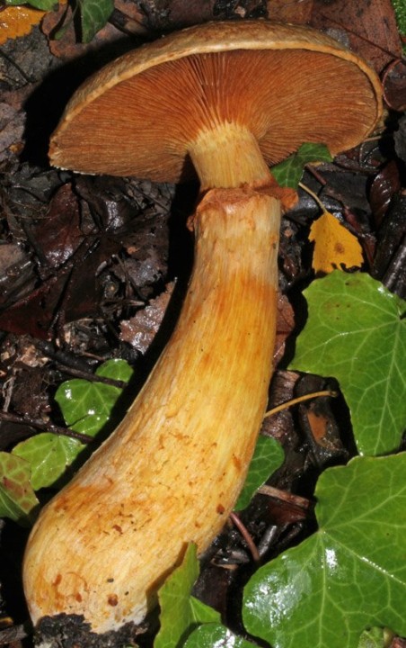 Champignons - red 2.jpg