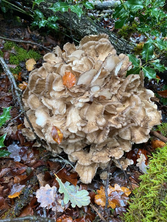 Découvert de son houx pour le voir sous son meilleur jour, une taille d’environ 40cm de diamètre