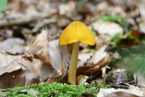 070723_pluteus_leoninus_1.jpg
