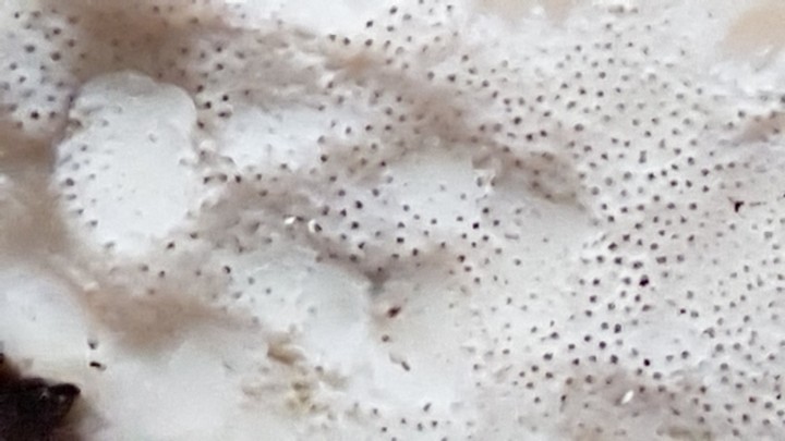 Pores detail