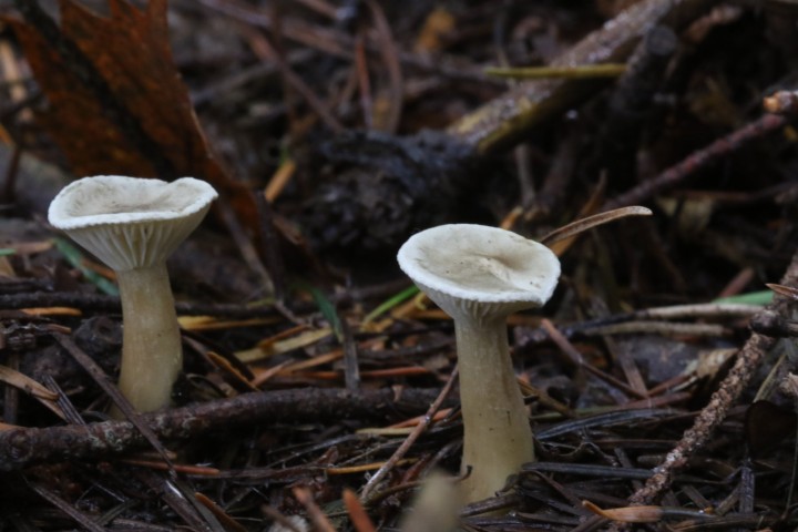 4X6A5492.JPG