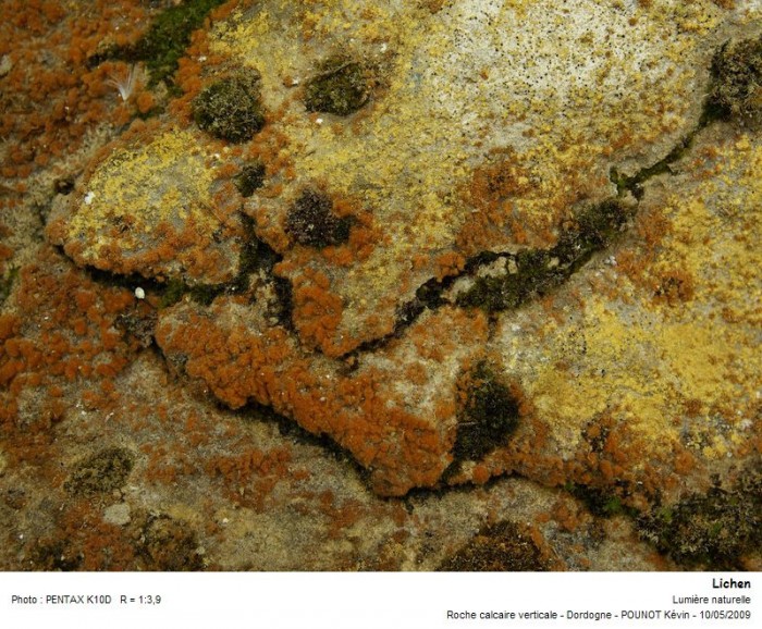 lichen_02.jpg