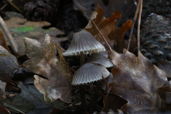 4X6A5500.JPG