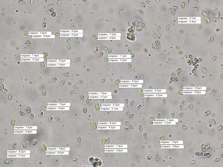 spores photo 1