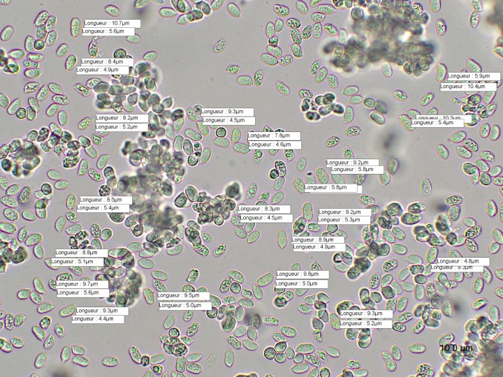 spores photo 2