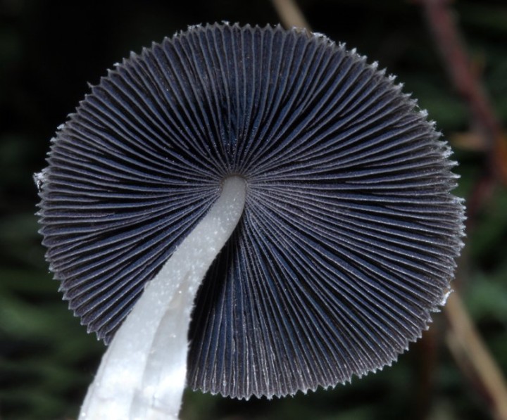 Champignons - mycène cendré red 1.jpg