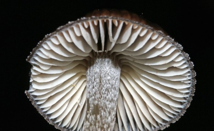 Champignons - mycène bronze red 3.jpg