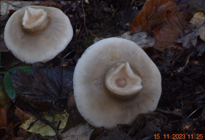 DSC_3804.JPG