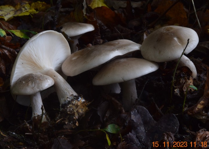 DSC_3800.JPG