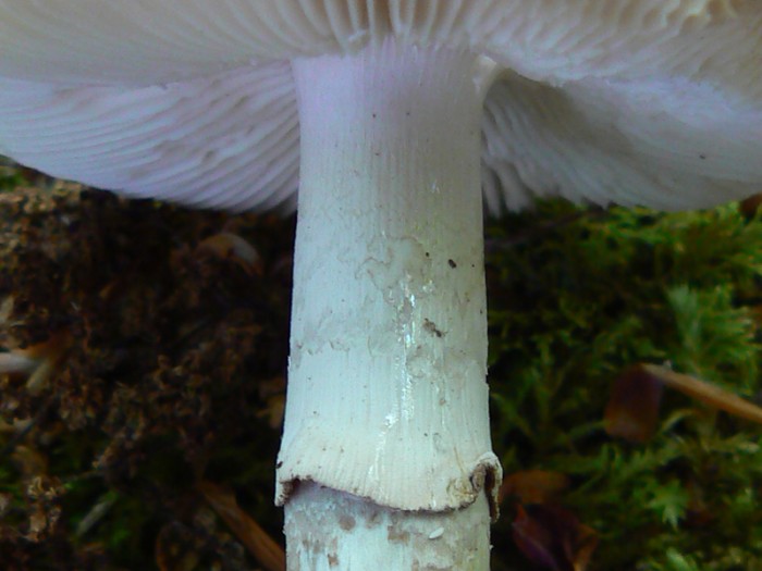 P1120606_bis.jpg