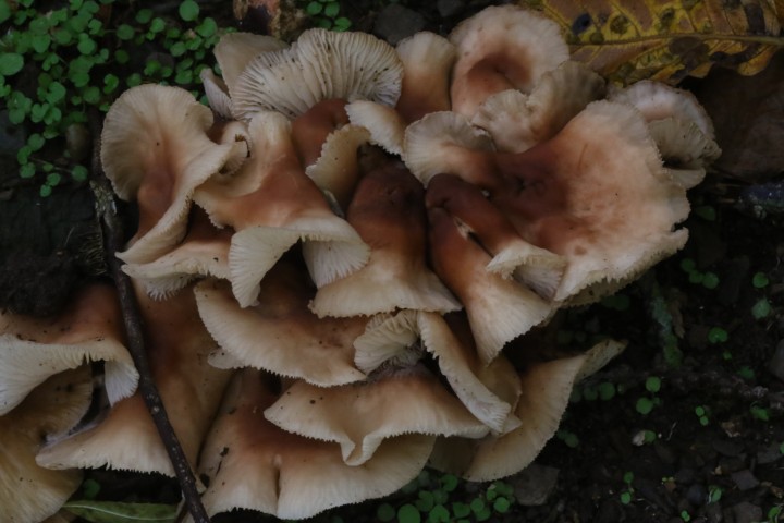 4X6A5582.JPG
