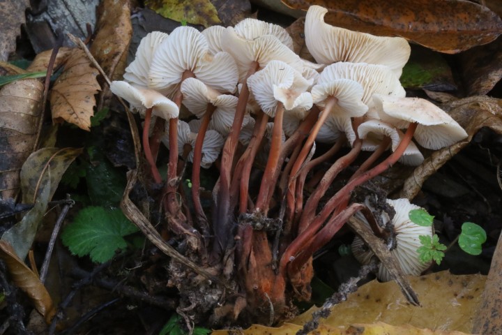 4X6A5585.JPG