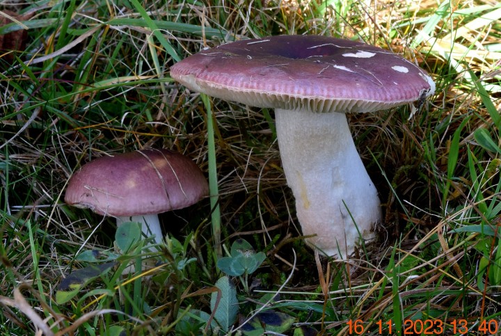 DSC_3812.JPG