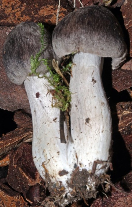 Champignon cendré red 3.jpg