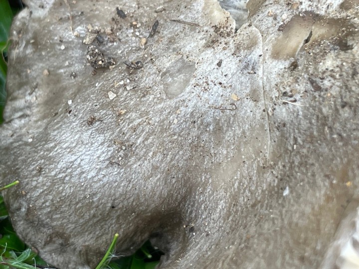 detail .jpeg