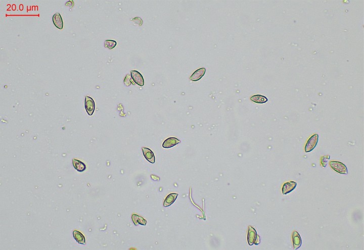 spores-014.jpg