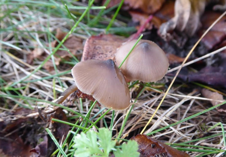 P1250562 (copier 1).JPG