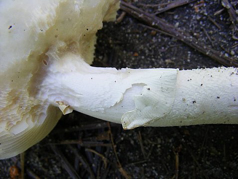 2009_0226essai0019.JPG
