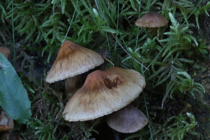 4X6A5596.JPG