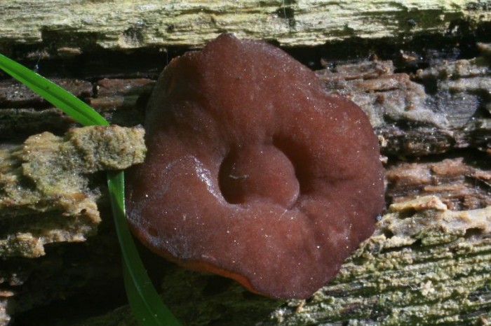 Peziza_subisabellina.jpg