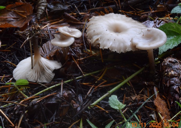 DSC_3766.JPG