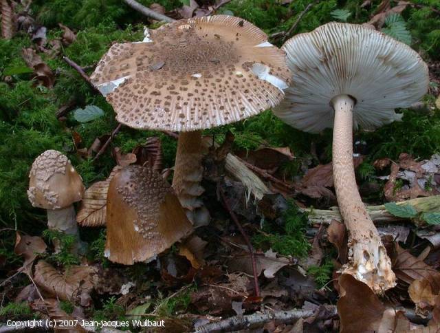 Amanita_beckeri_2007_jw_1.jpg