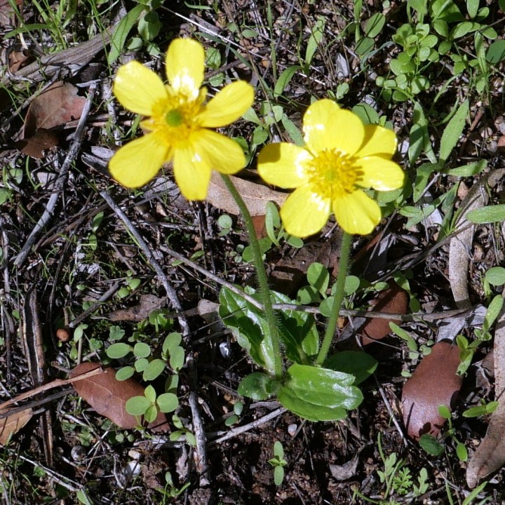 Cliquer sur l'image pour agrandir