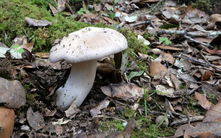 Cliquer sur l'image pour agrandir