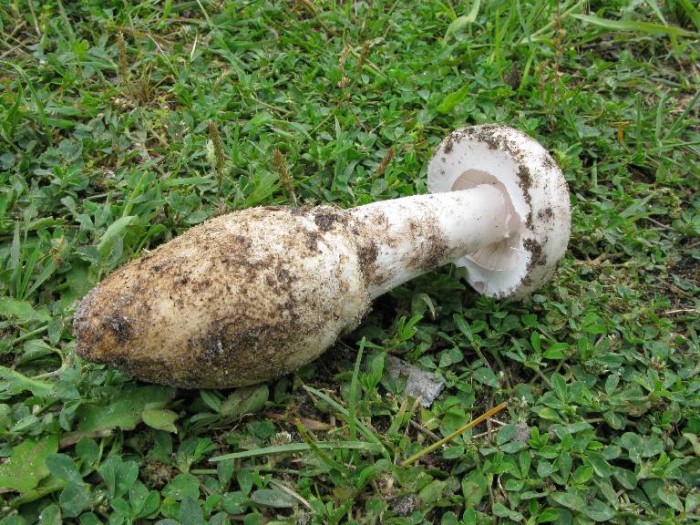 Amanita gilberti.jpg