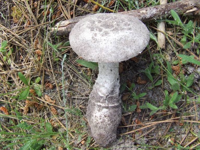 Amanita gilberti (2).JPG