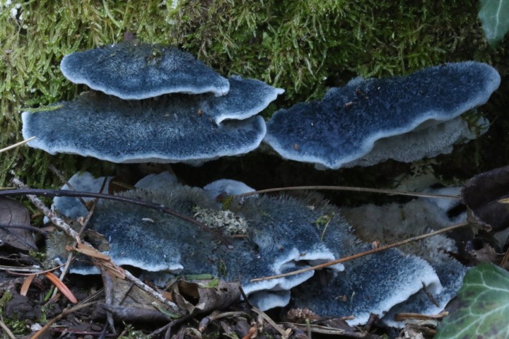 4X6A5604.JPG