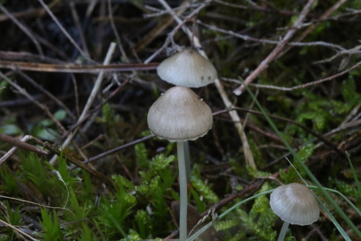 4X6A5611.JPG