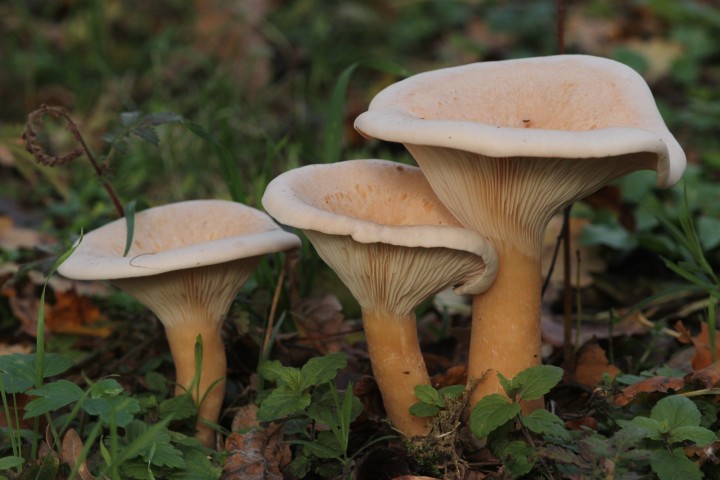 Vue Générale des champignons
