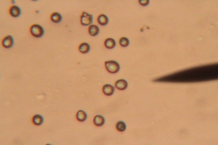 Spores
