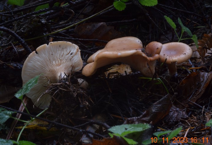 DSC_3771.JPG