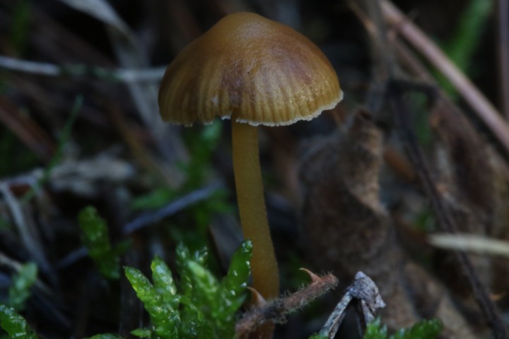 4X6A5519.JPG