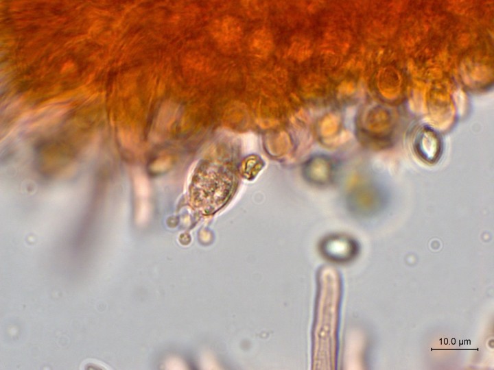 baside tetrasporique.jpg