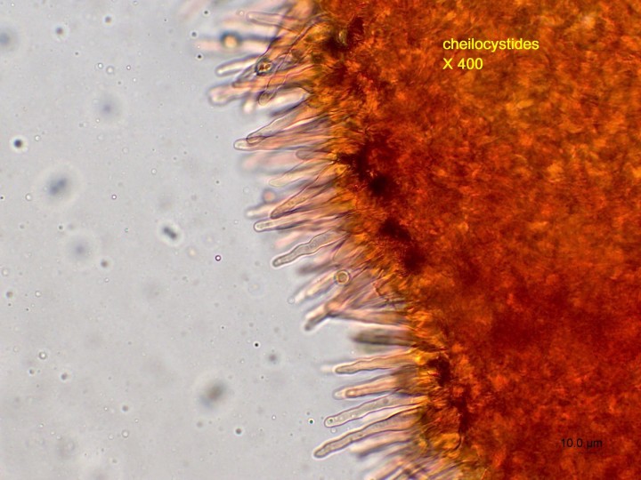 cheilocystides.jpg