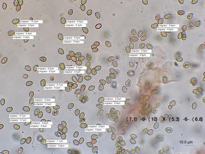 spores.jpg