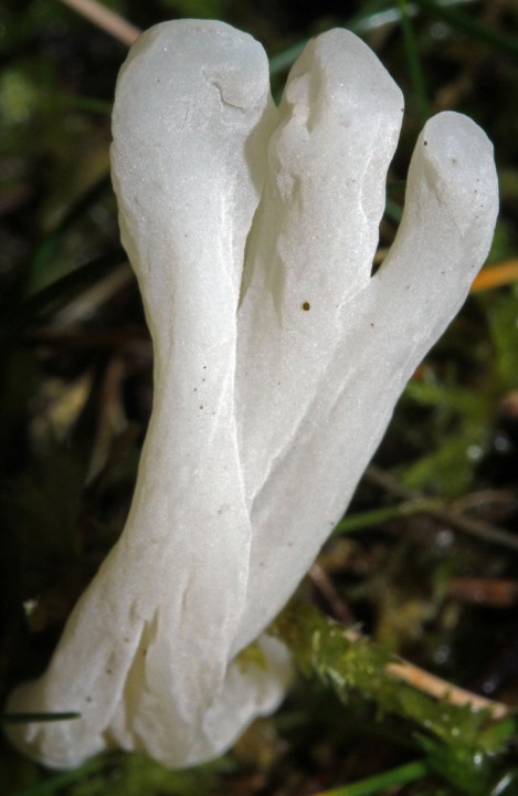 Champignons - Gomphacées - red 1.jpg