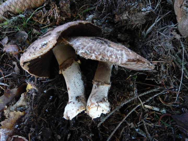 P1090175.JPG